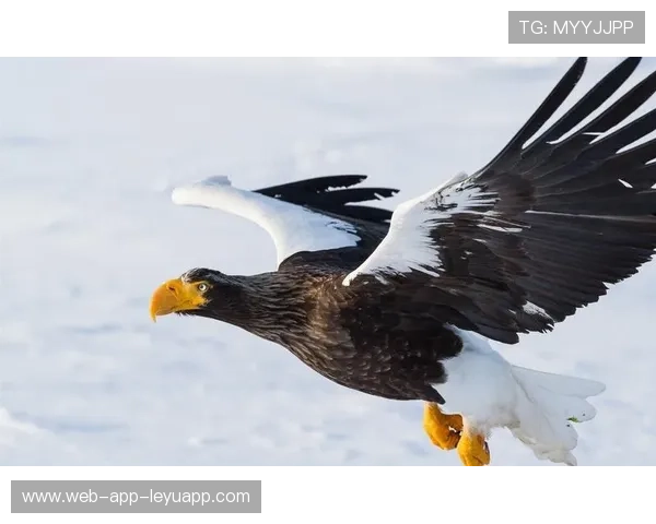 海鹰靠防守赢下关键一场,教科书级别的执行,this page isn't working海鹰 海鹰靠防守赢下关键一场,教科书级别的执行,this page isn't working海鹰