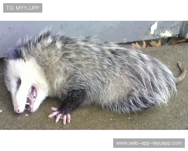 男孩靠“假死术”救自己，黑熊真太可怕！