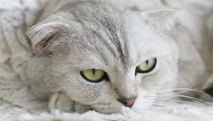 乐鱼官方网站-罗马尼亚队赛制透视：团体赛制下的战略与个人表现，罗马尼亚联赛赛程